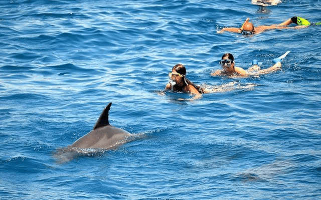 Shared Dolphin Trips Mauritius